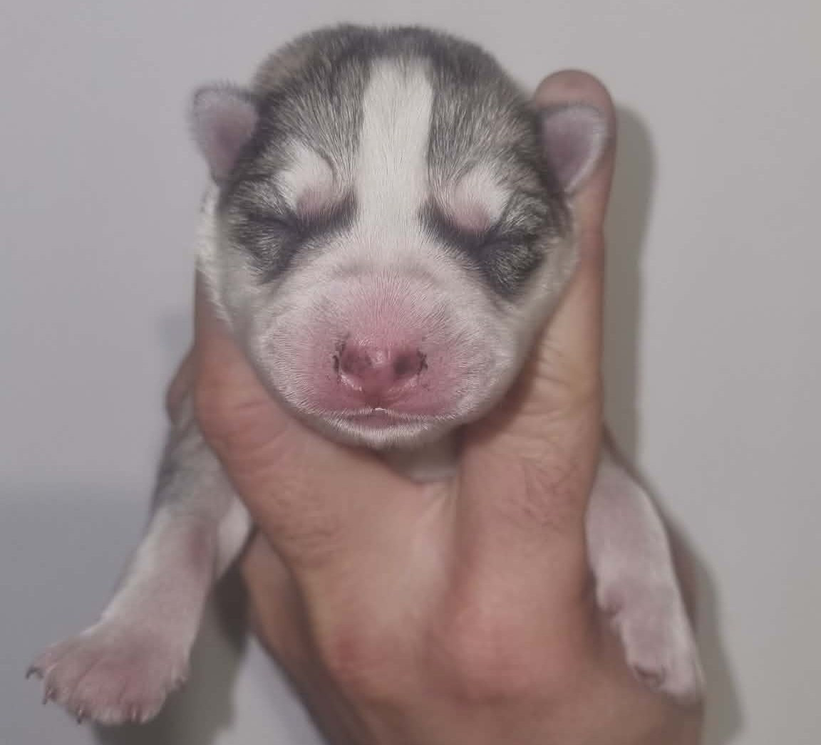 Alcateia Das Neves - Chiots disponibles - Siberian Husky