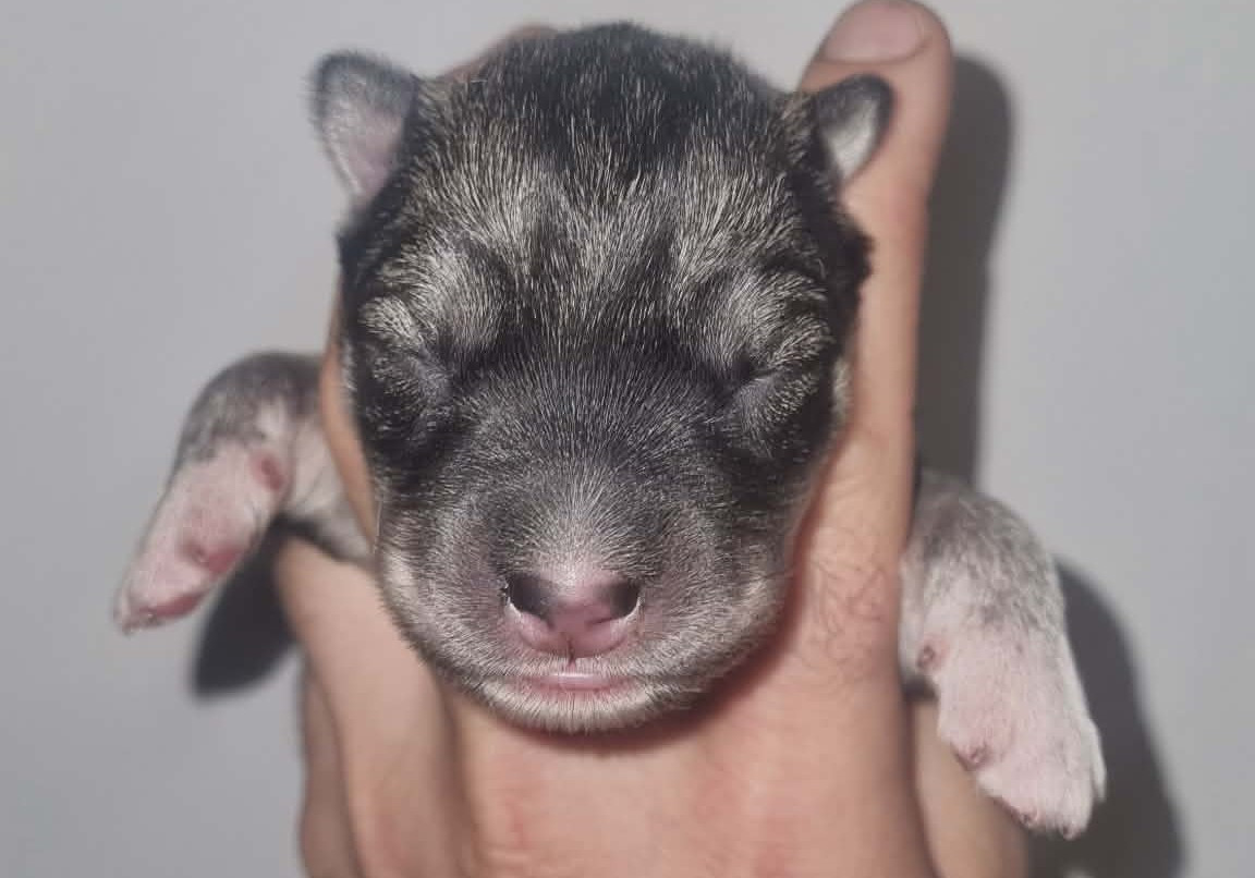 Alcateia Das Neves - Chiots disponibles - Siberian Husky