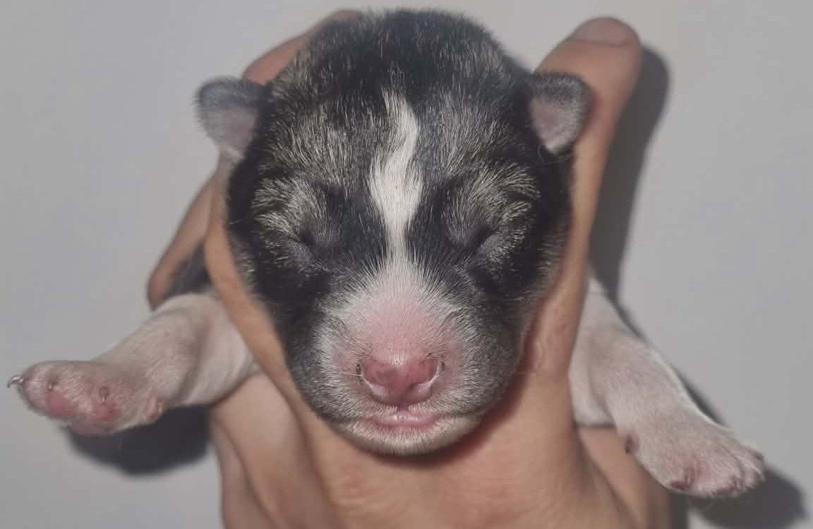Alcateia Das Neves - Chiots disponibles - Siberian Husky
