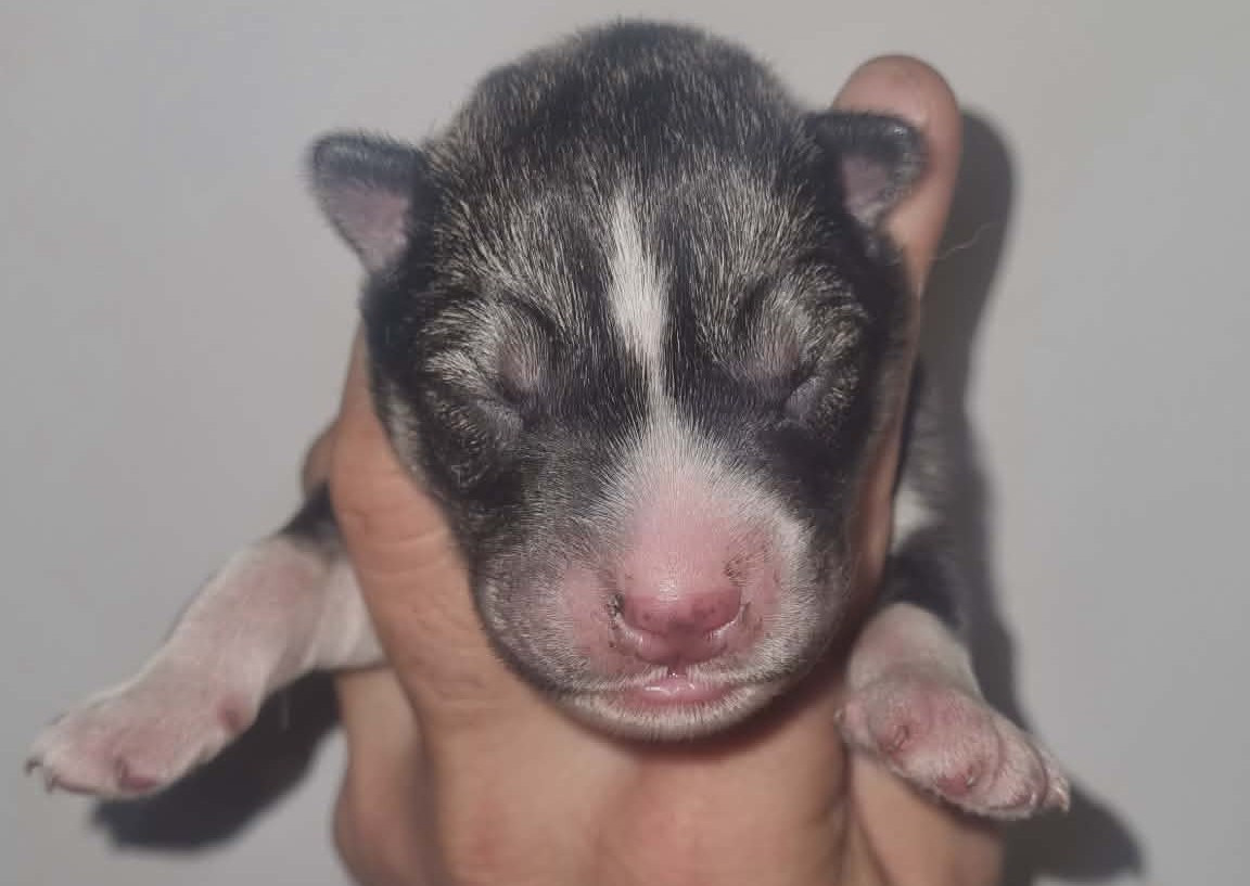 Alcateia Das Neves - Chiots disponibles - Siberian Husky