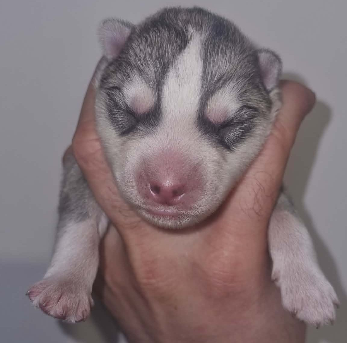 Alcateia Das Neves - Chiots disponibles - Siberian Husky