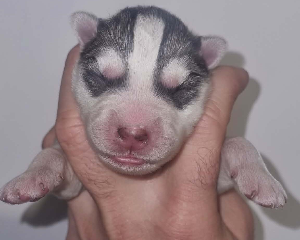 Alcateia Das Neves - Chiots disponibles - Siberian Husky