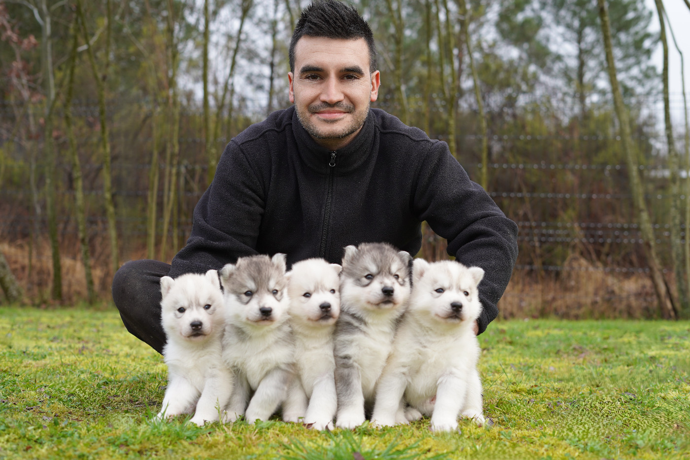 Alcateia Das Neves - Siberian Husky - Portée née le 14/01/2026