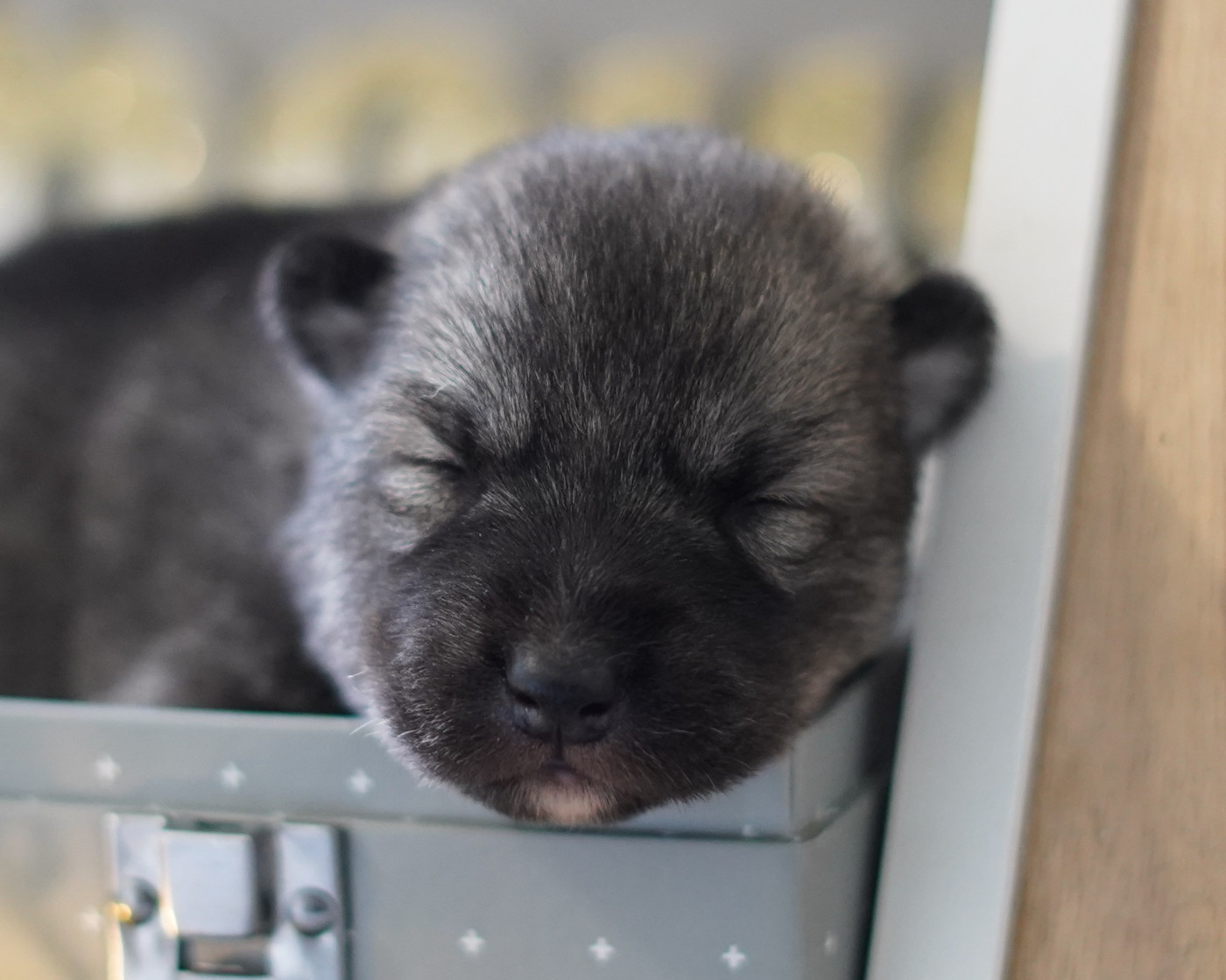 Alcateia Das Neves - Chiots disponibles - Siberian Husky