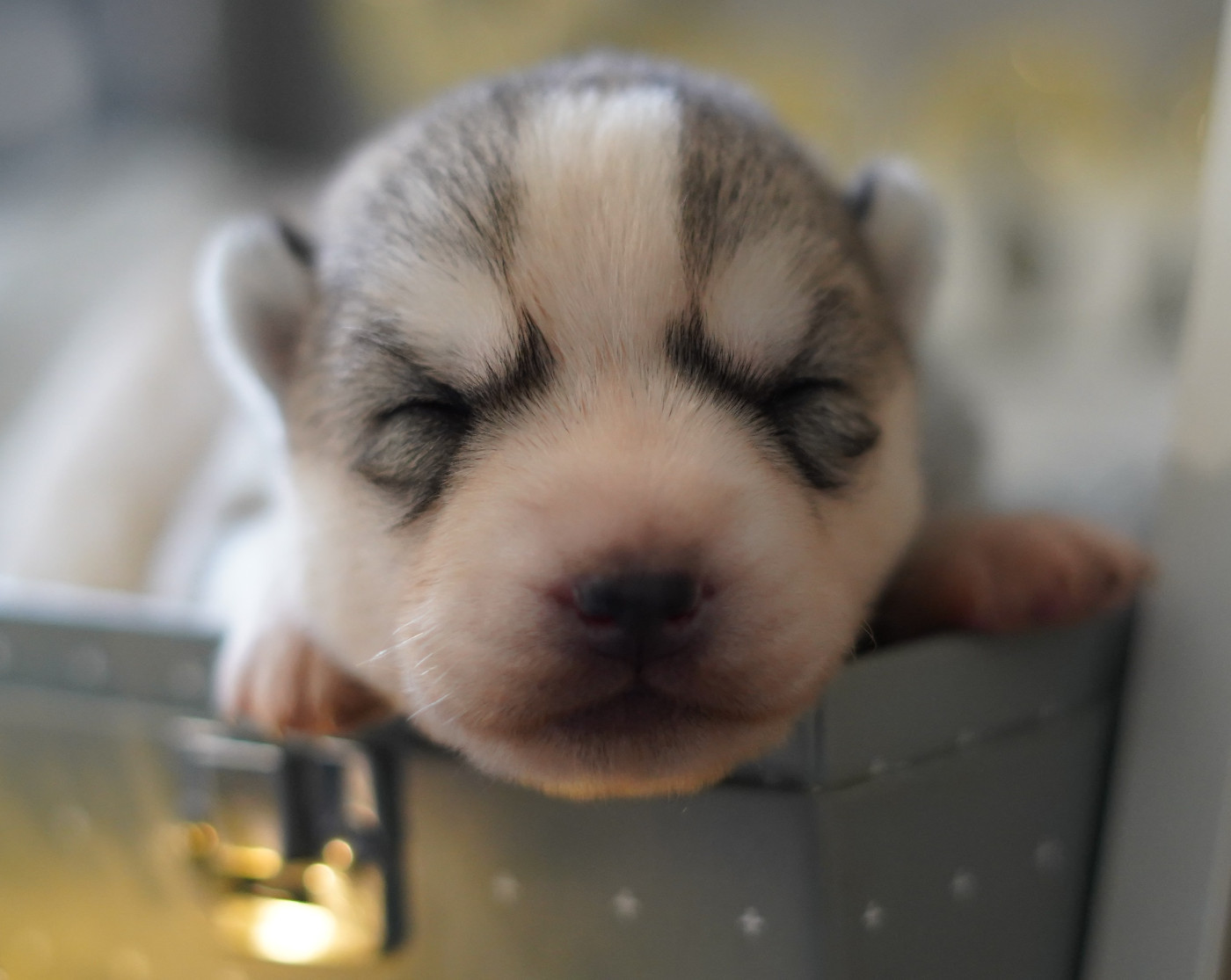 Alcateia Das Neves - Chiots disponibles - Siberian Husky