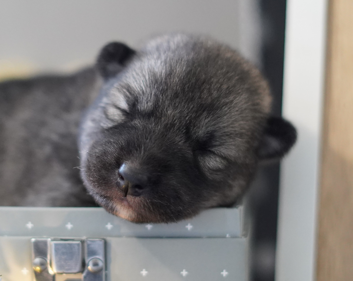 Alcateia Das Neves - Chiots disponibles - Siberian Husky