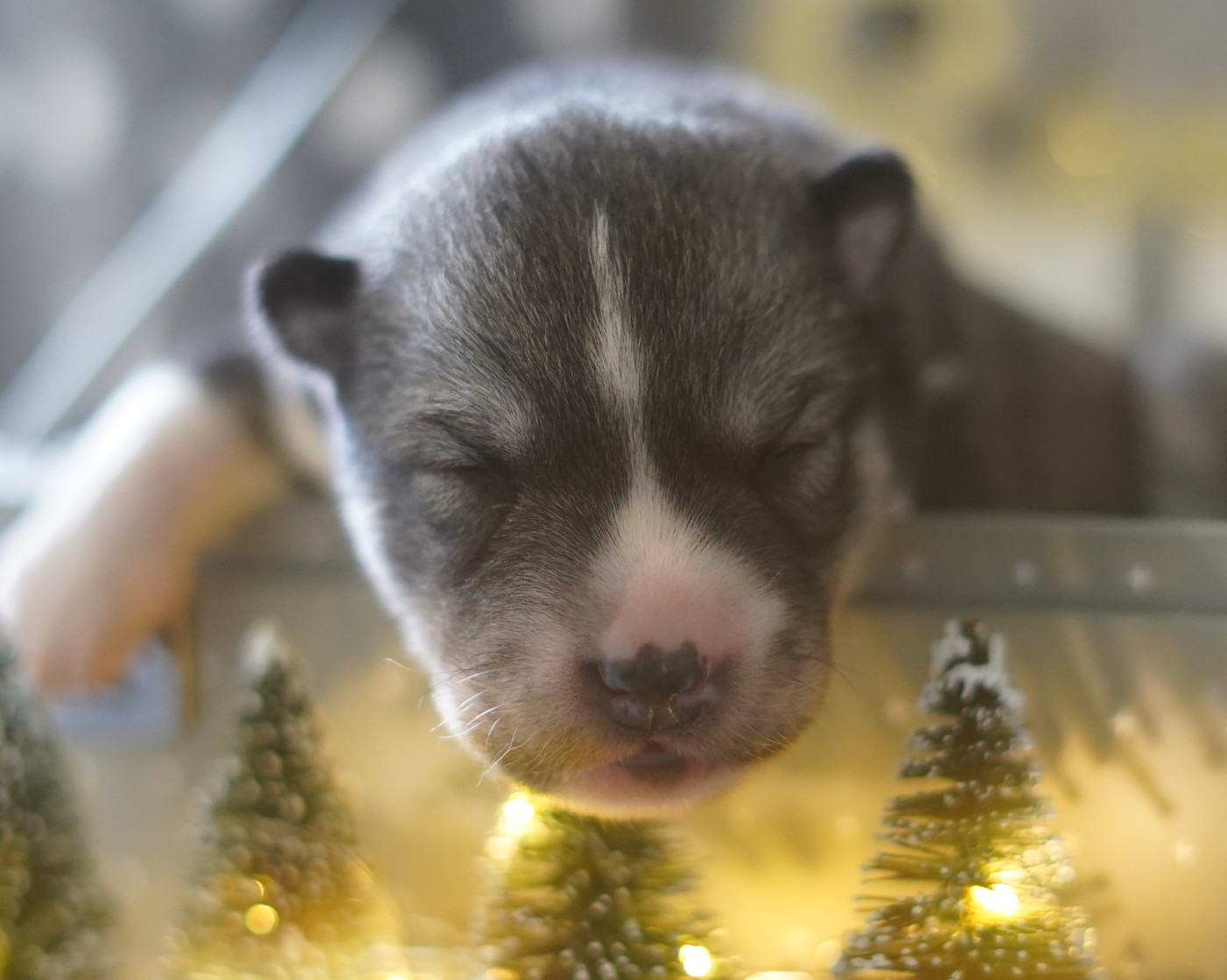 Alcateia Das Neves - Chiots disponibles - Siberian Husky