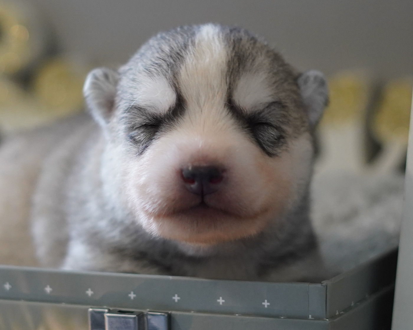 Alcateia Das Neves - Chiots disponibles - Siberian Husky