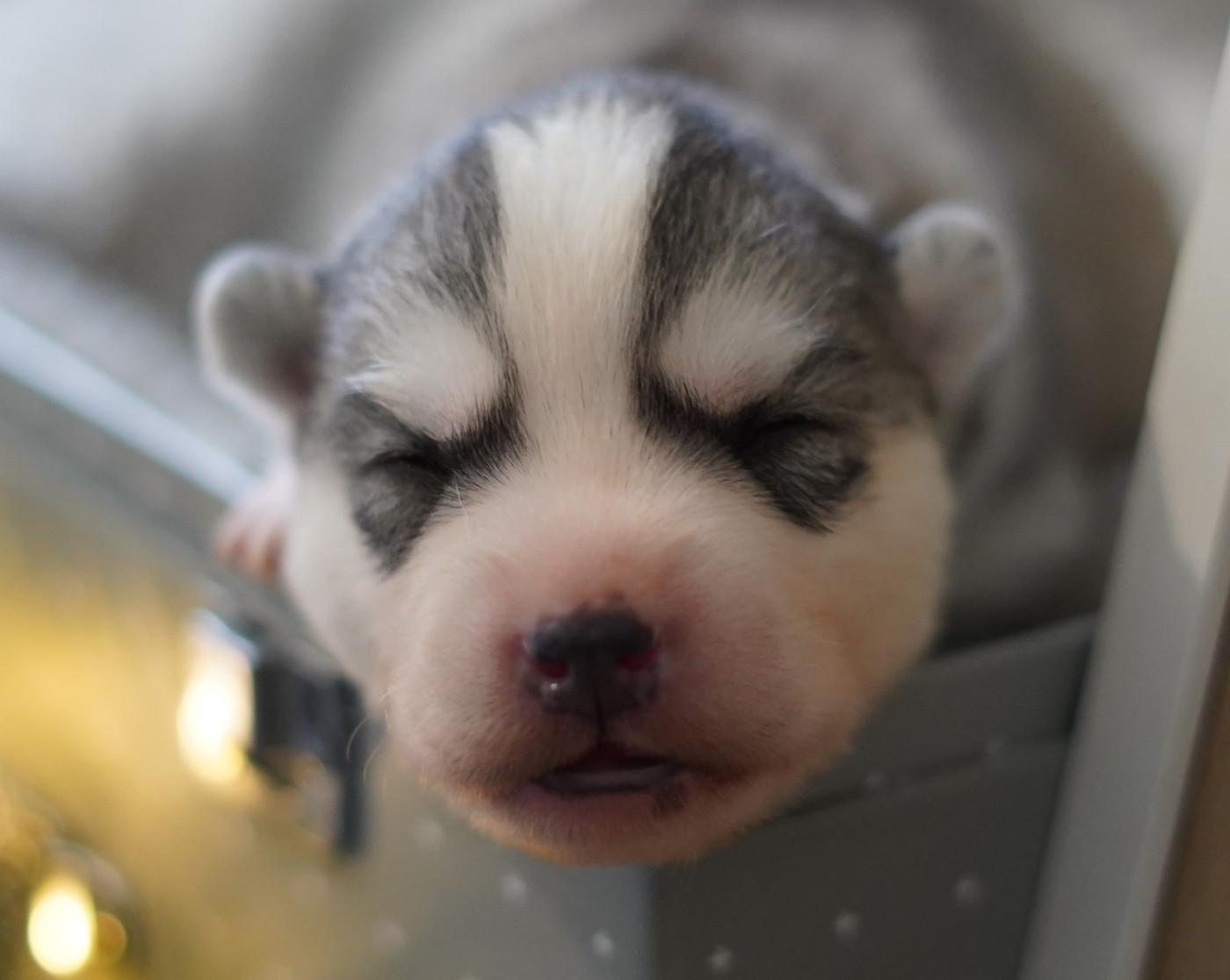 Alcateia Das Neves - Chiots disponibles - Siberian Husky