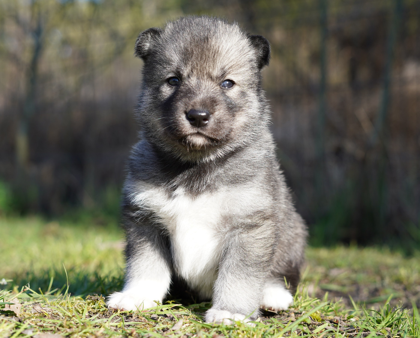 Alcateia Das Neves - Chiots disponibles - Siberian Husky