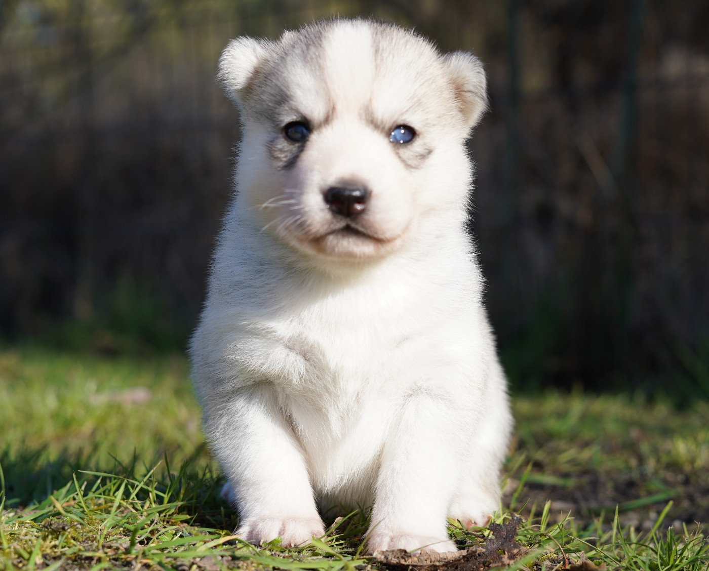Alcateia Das Neves - Chiots disponibles - Siberian Husky
