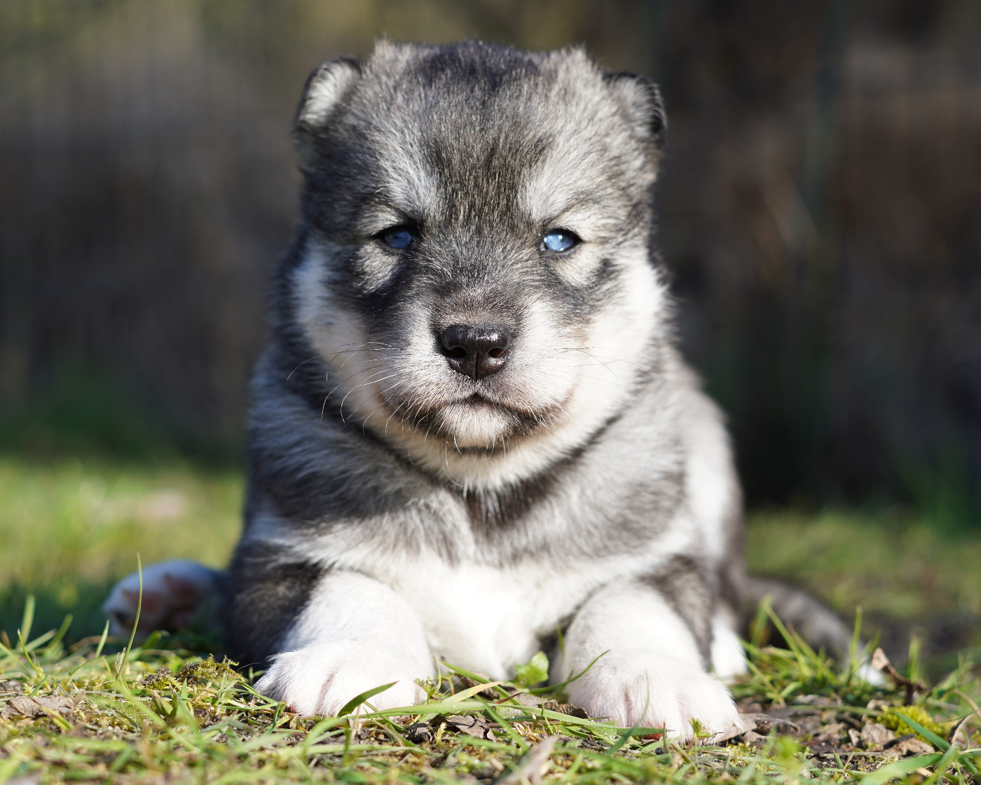 Alcateia Das Neves - Chiots disponibles - Siberian Husky