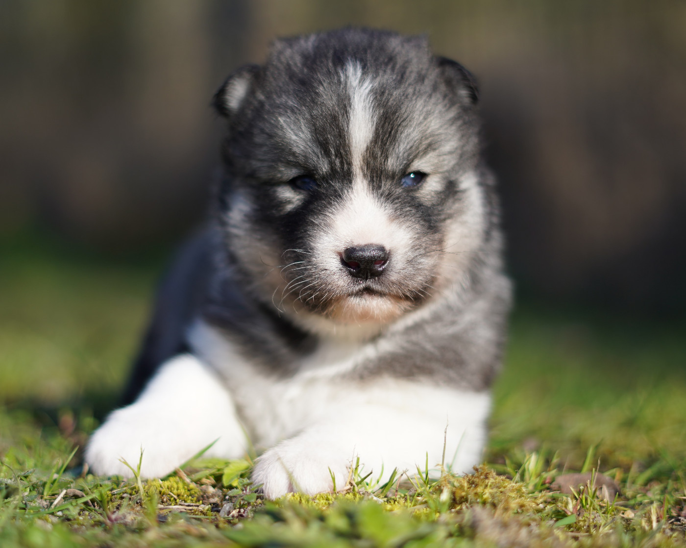 Alcateia Das Neves - Chiots disponibles - Siberian Husky