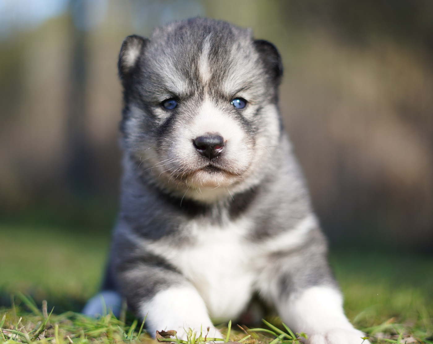 Alcateia Das Neves - Chiots disponibles - Siberian Husky