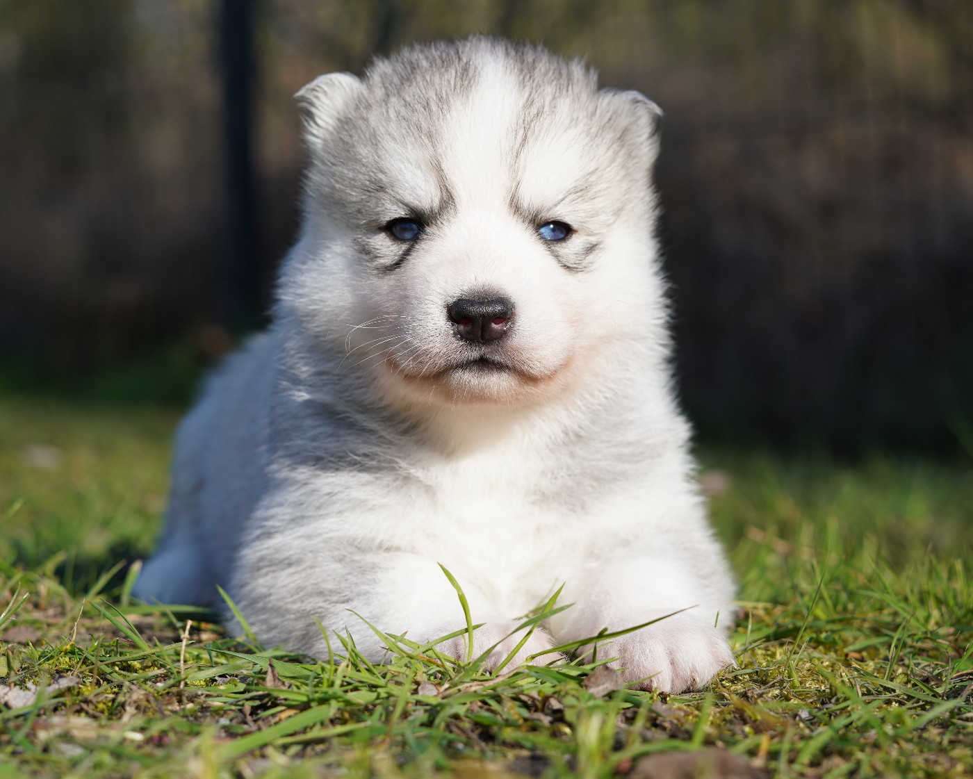 Alcateia Das Neves - Chiots disponibles - Siberian Husky