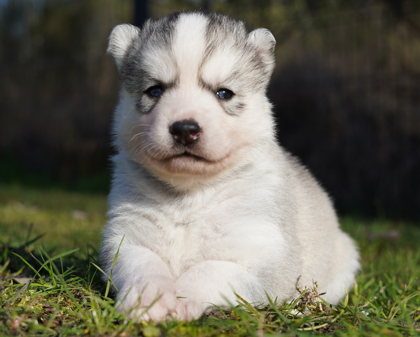 Alcateia Das Neves - Chiots disponibles - Siberian Husky