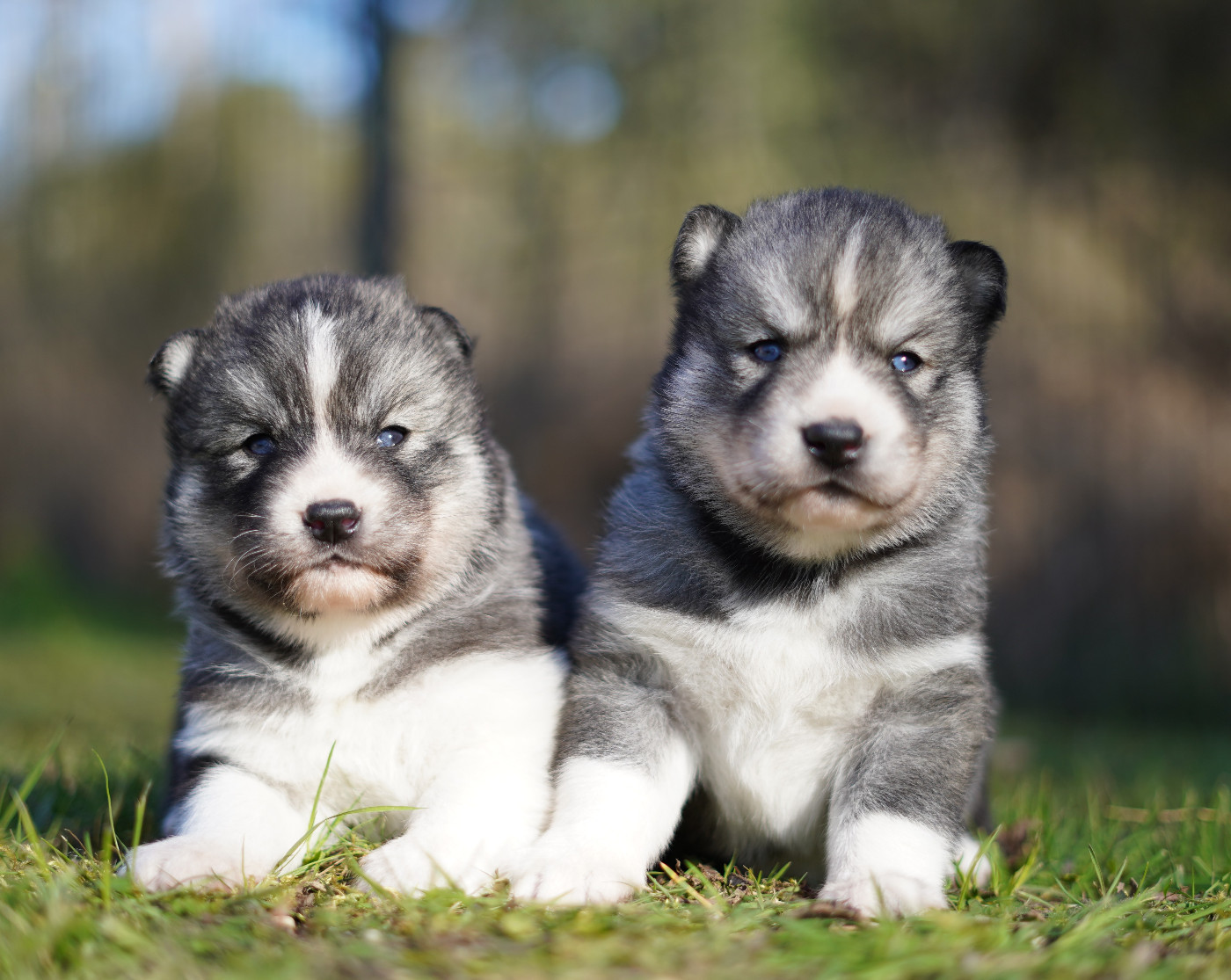 Alcateia Das Neves - Siberian Husky - Portée née le 07/02/2026