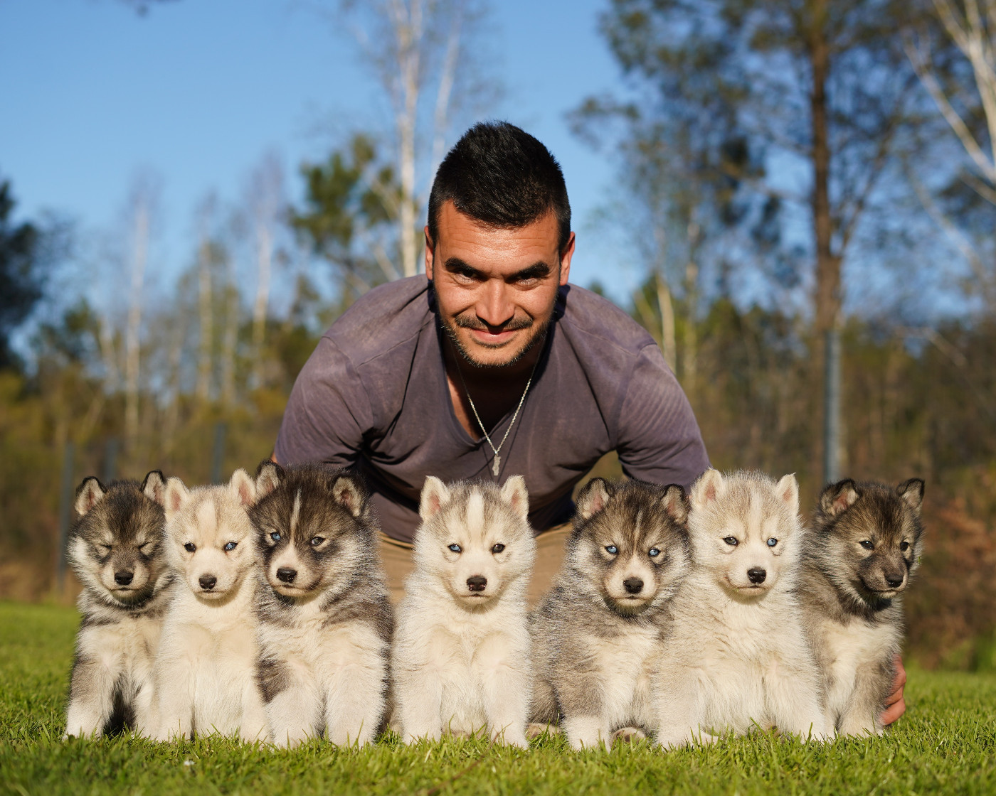 Alcateia Das Neves - Siberian Husky - Portée née le 07/02/2026