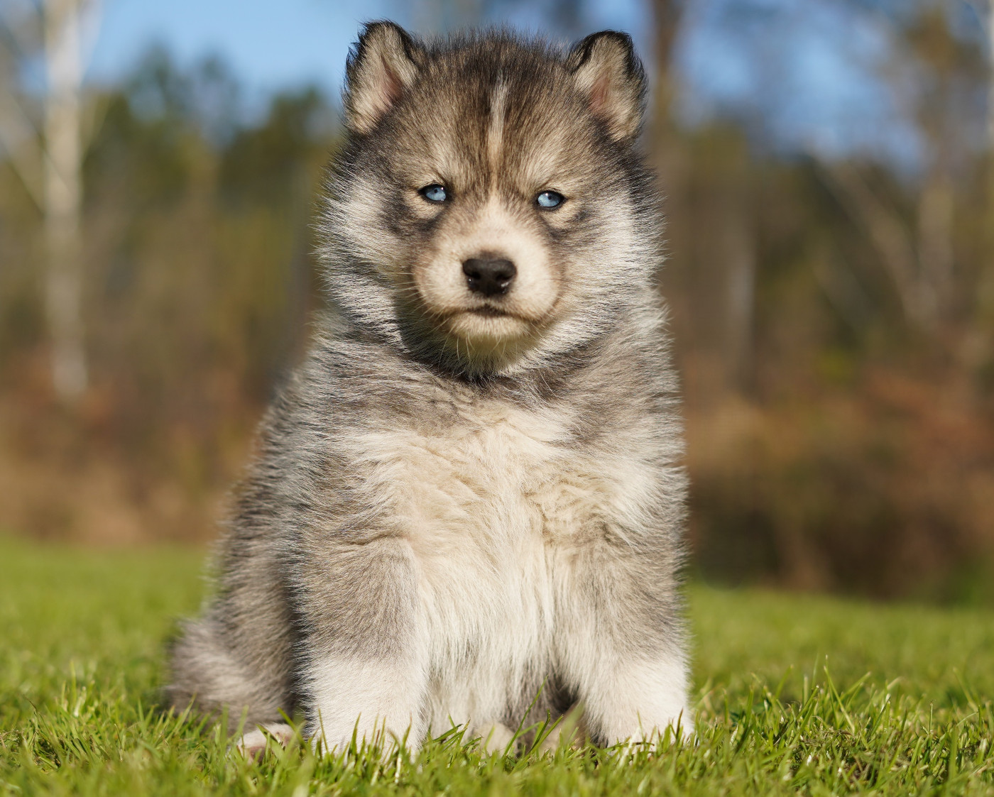 Alcateia Das Neves - Chiots disponibles - Siberian Husky