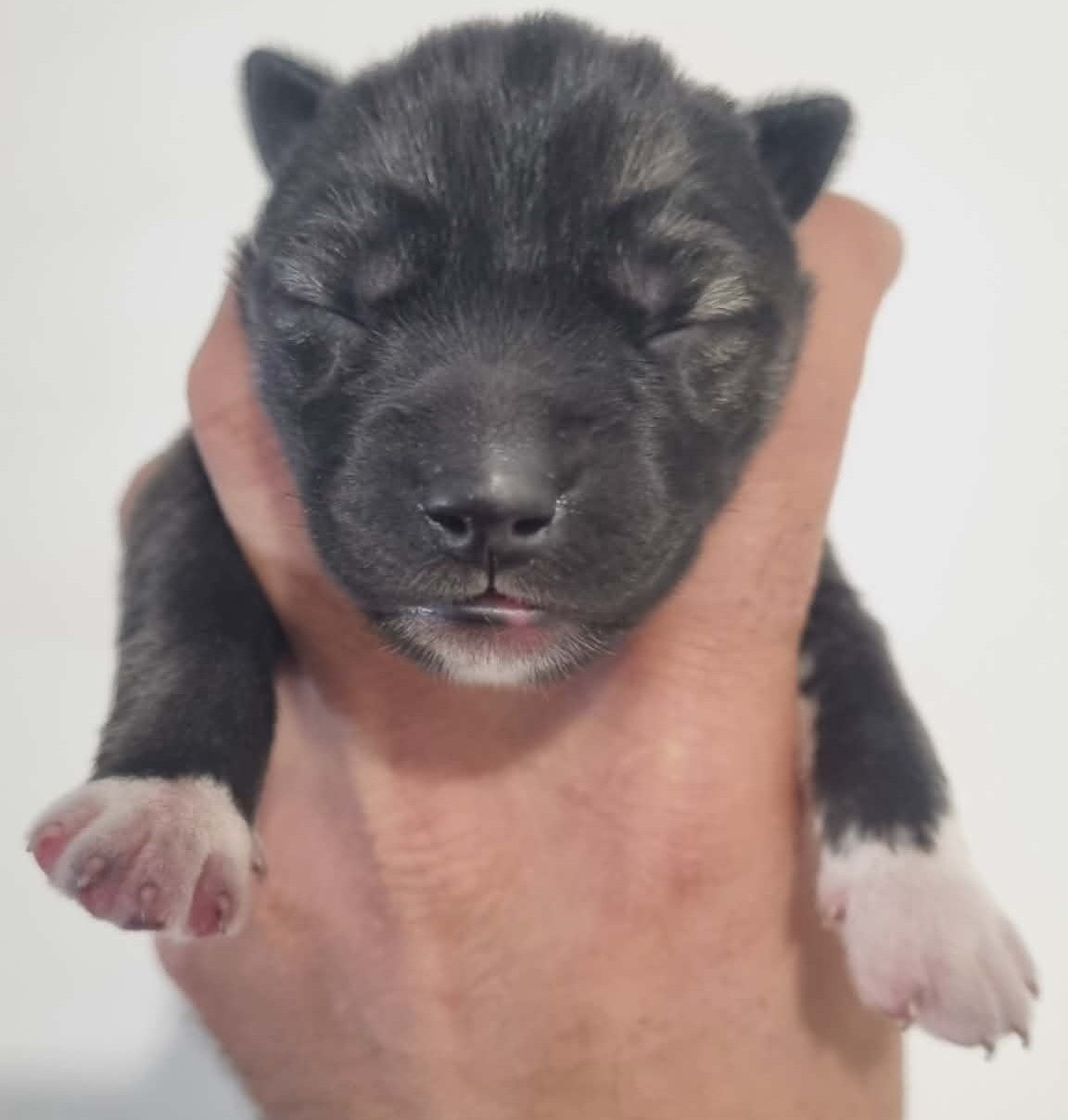 Alcateia Das Neves - Chiots disponibles - Siberian Husky