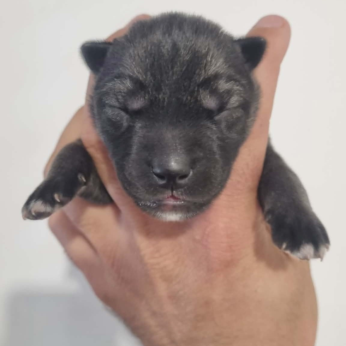 Alcateia Das Neves - Chiots disponibles - Siberian Husky