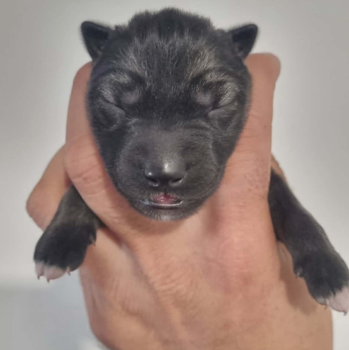 Alcateia Das Neves - Chiots disponibles - Siberian Husky