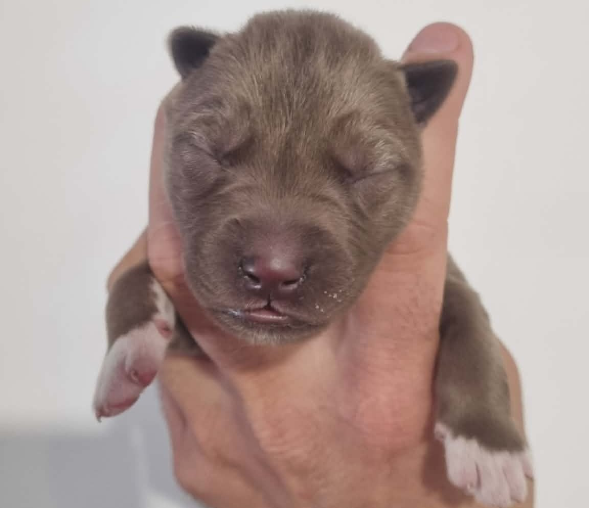 Alcateia Das Neves - Chiots disponibles - Siberian Husky