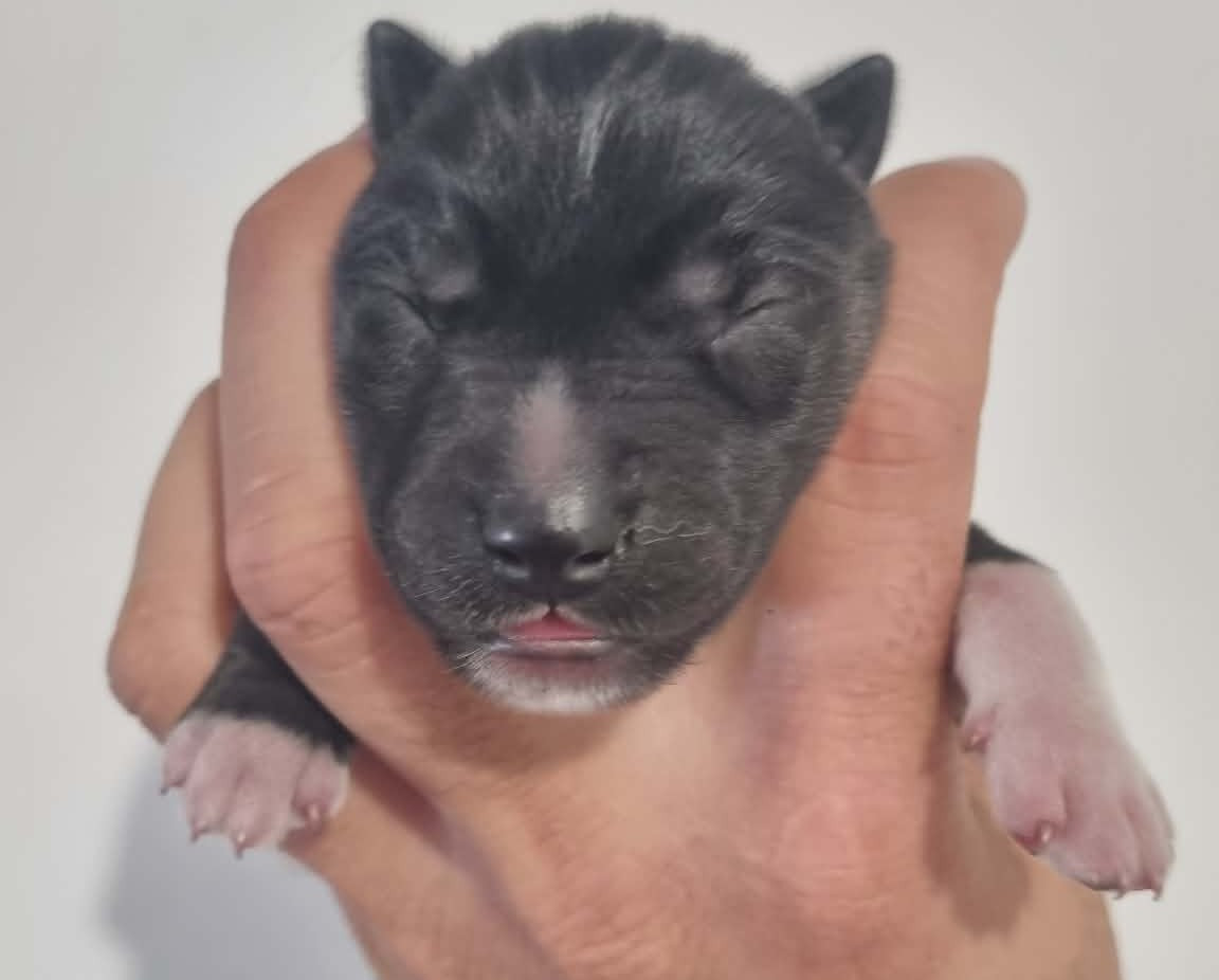 Alcateia Das Neves - Chiots disponibles - Siberian Husky