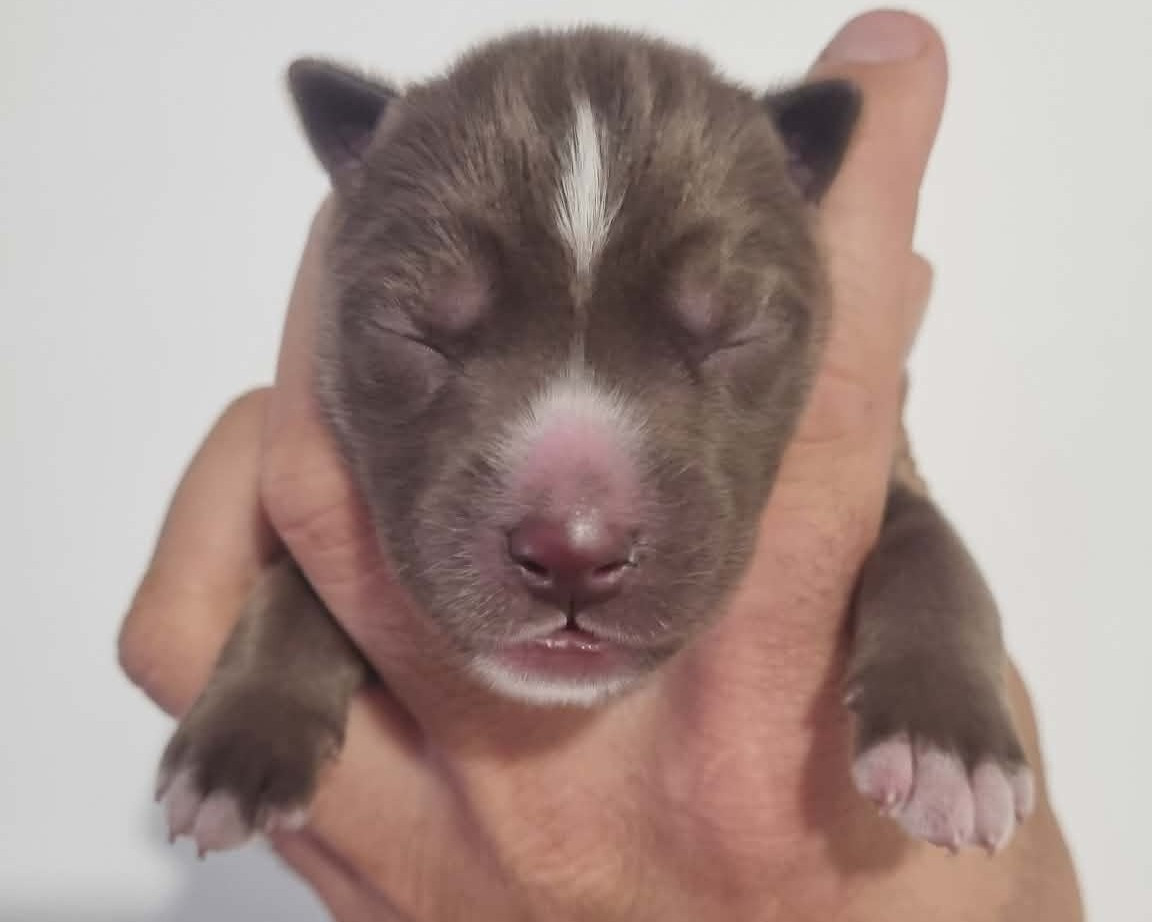 Alcateia Das Neves - Chiots disponibles - Siberian Husky