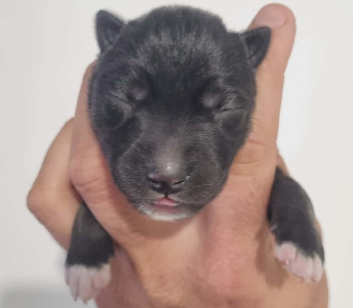 Alcateia Das Neves - Chiots disponibles - Siberian Husky