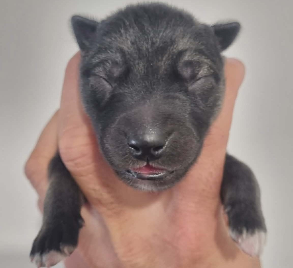 Alcateia Das Neves - Chiots disponibles - Siberian Husky