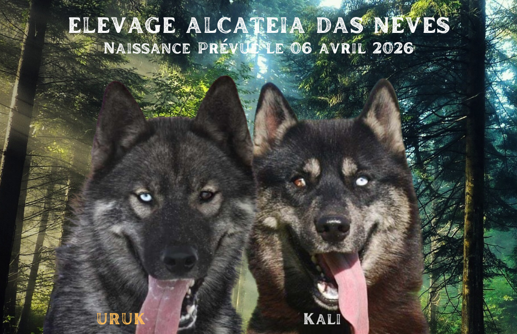 Chiot Siberian Husky Alcateia Das Neves