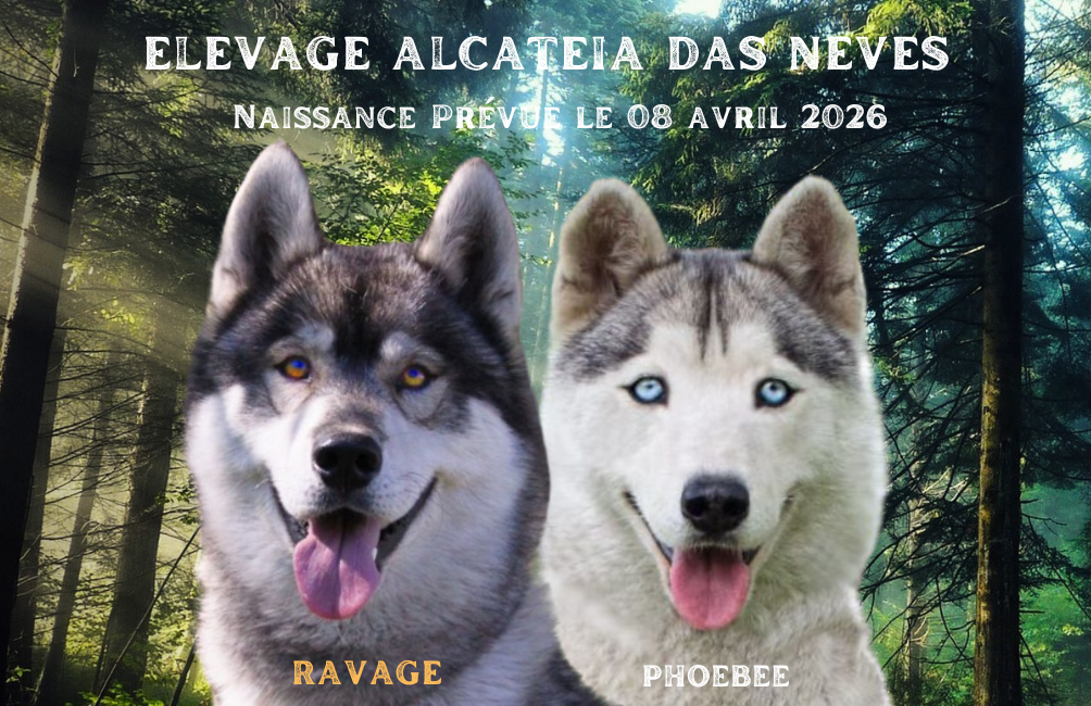 Chiot Siberian Husky Alcateia Das Neves