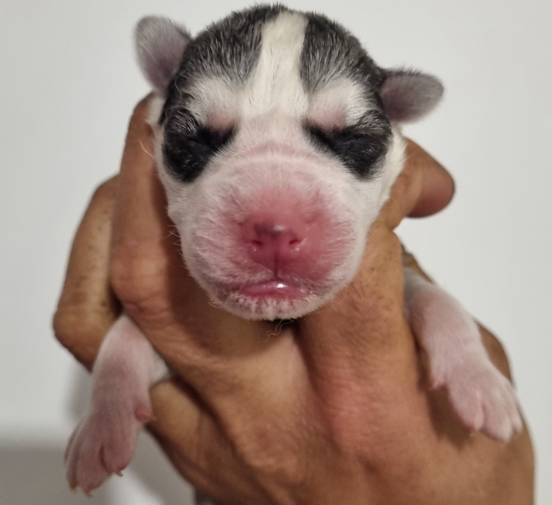 Alcateia Das Neves - Chiots disponibles - Siberian Husky