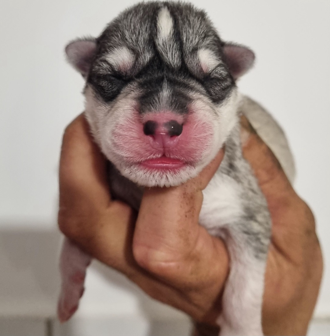 Alcateia Das Neves - Chiots disponibles - Siberian Husky