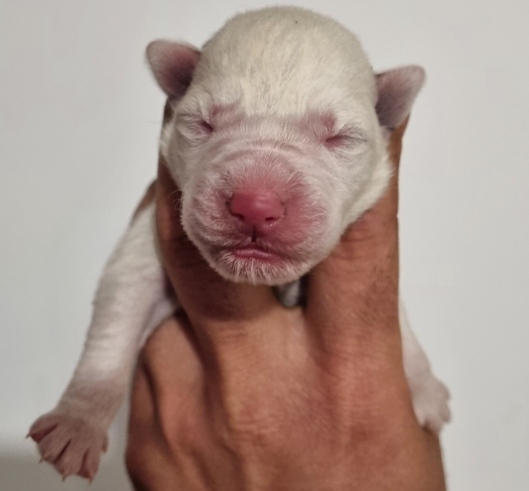 Alcateia Das Neves - Chiots disponibles - Siberian Husky