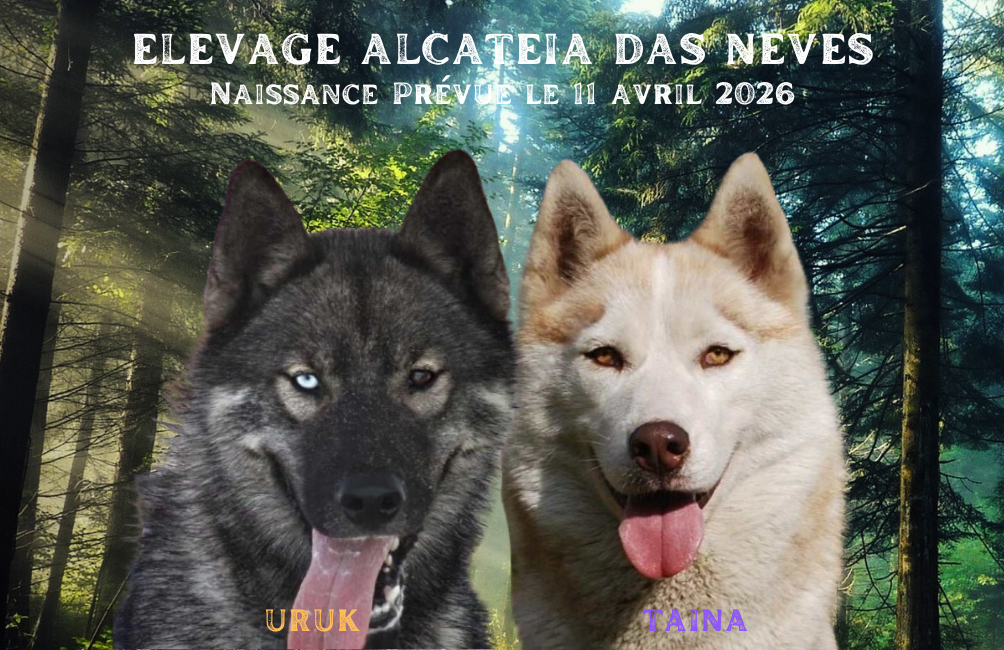 Chiot Siberian Husky Alcateia Das Neves