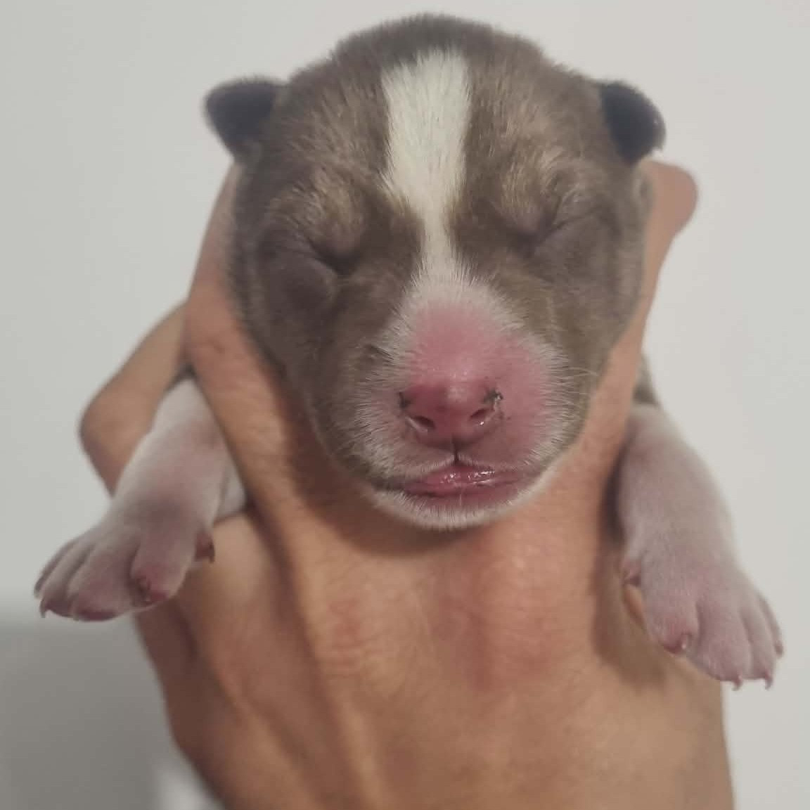 Alcateia Das Neves - Chiots disponibles - Siberian Husky