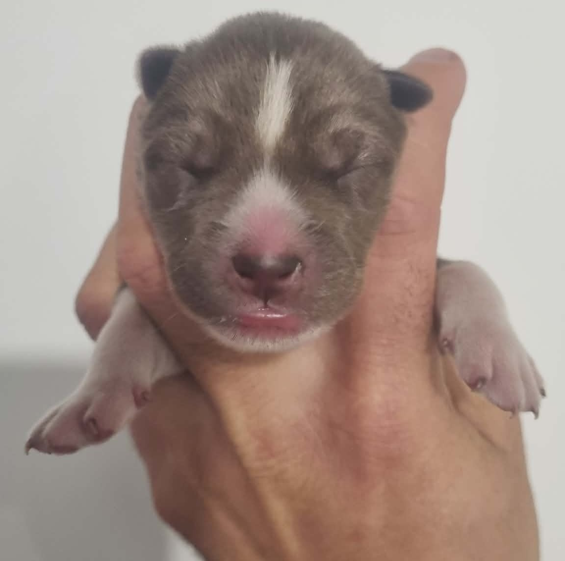 Alcateia Das Neves - Chiots disponibles - Siberian Husky