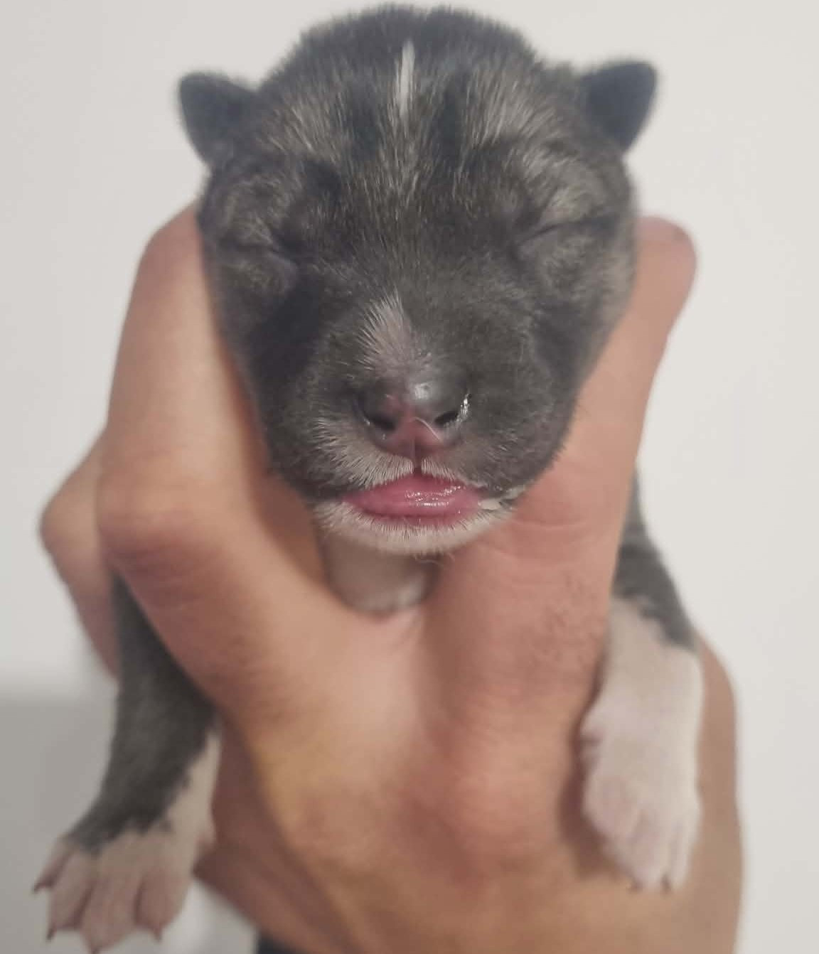 Alcateia Das Neves - Chiots disponibles - Siberian Husky