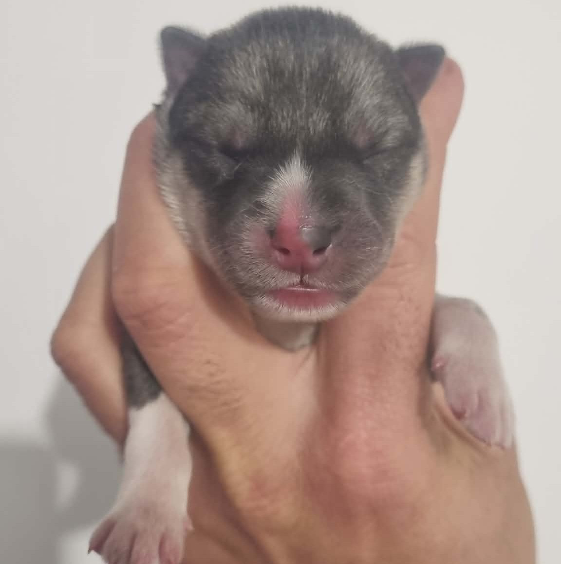 Alcateia Das Neves - Chiots disponibles - Siberian Husky