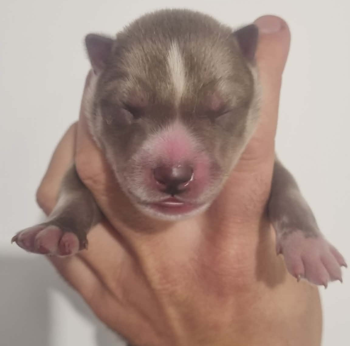 Alcateia Das Neves - Chiots disponibles - Siberian Husky