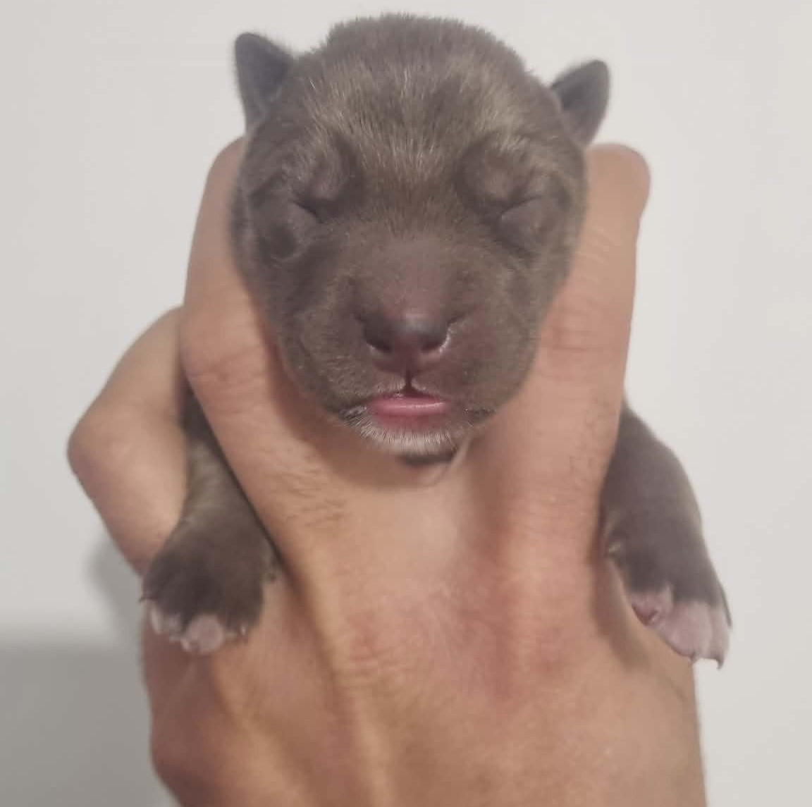 Alcateia Das Neves - Chiots disponibles - Siberian Husky