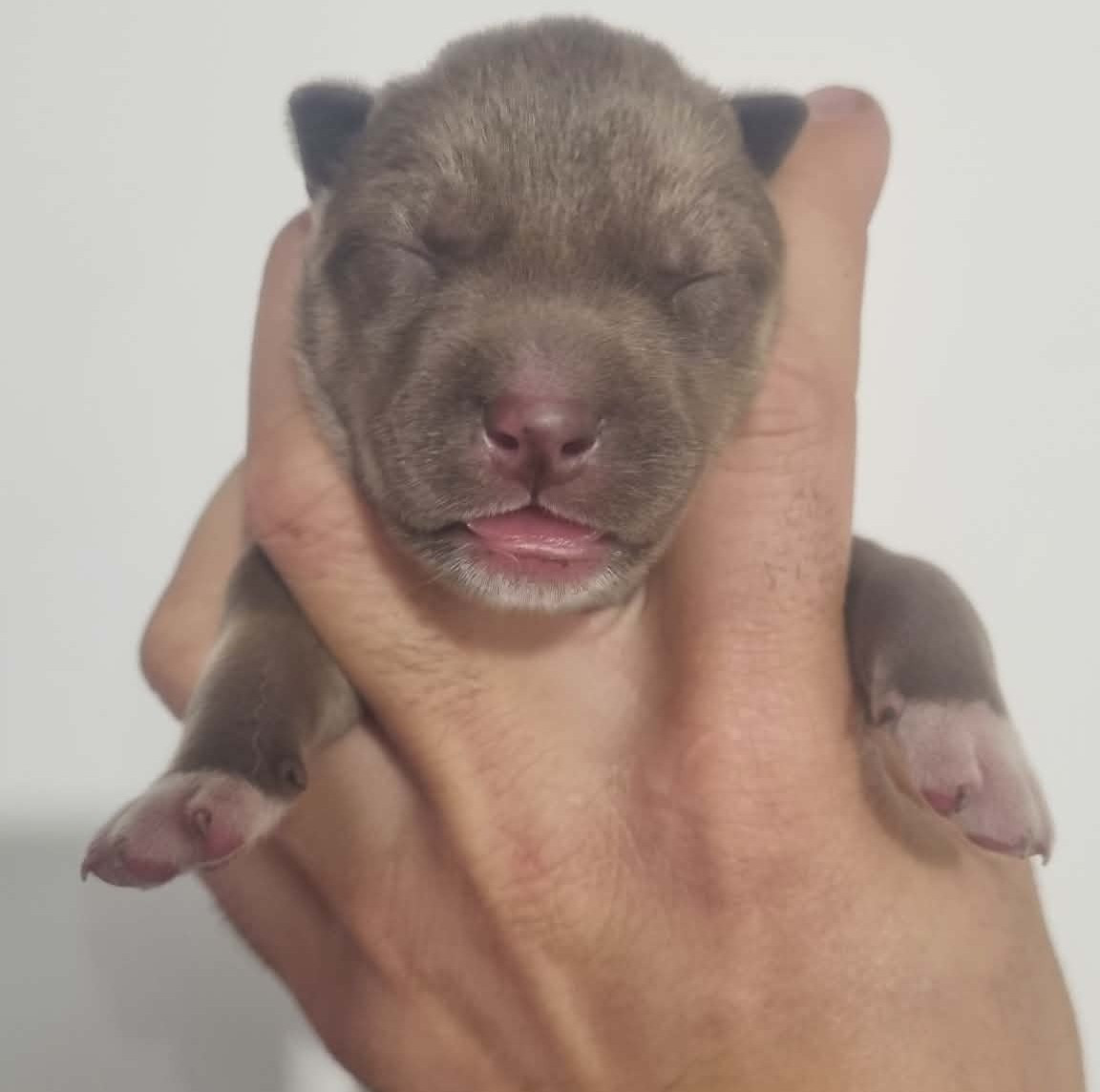 Alcateia Das Neves - Chiots disponibles - Siberian Husky