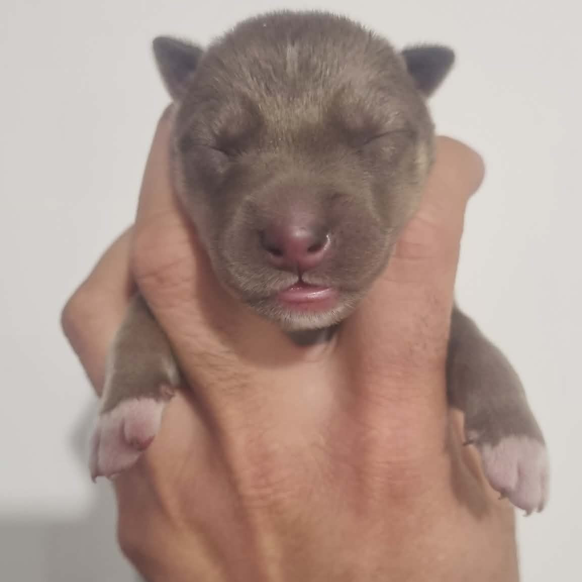 Alcateia Das Neves - Chiots disponibles - Siberian Husky