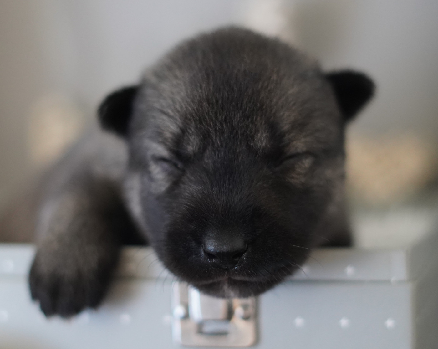 Alcateia Das Neves - Chiots disponibles - Siberian Husky