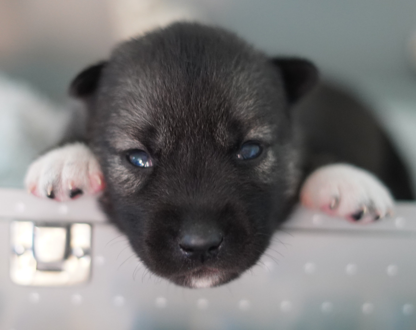 Alcateia Das Neves - Chiots disponibles - Siberian Husky