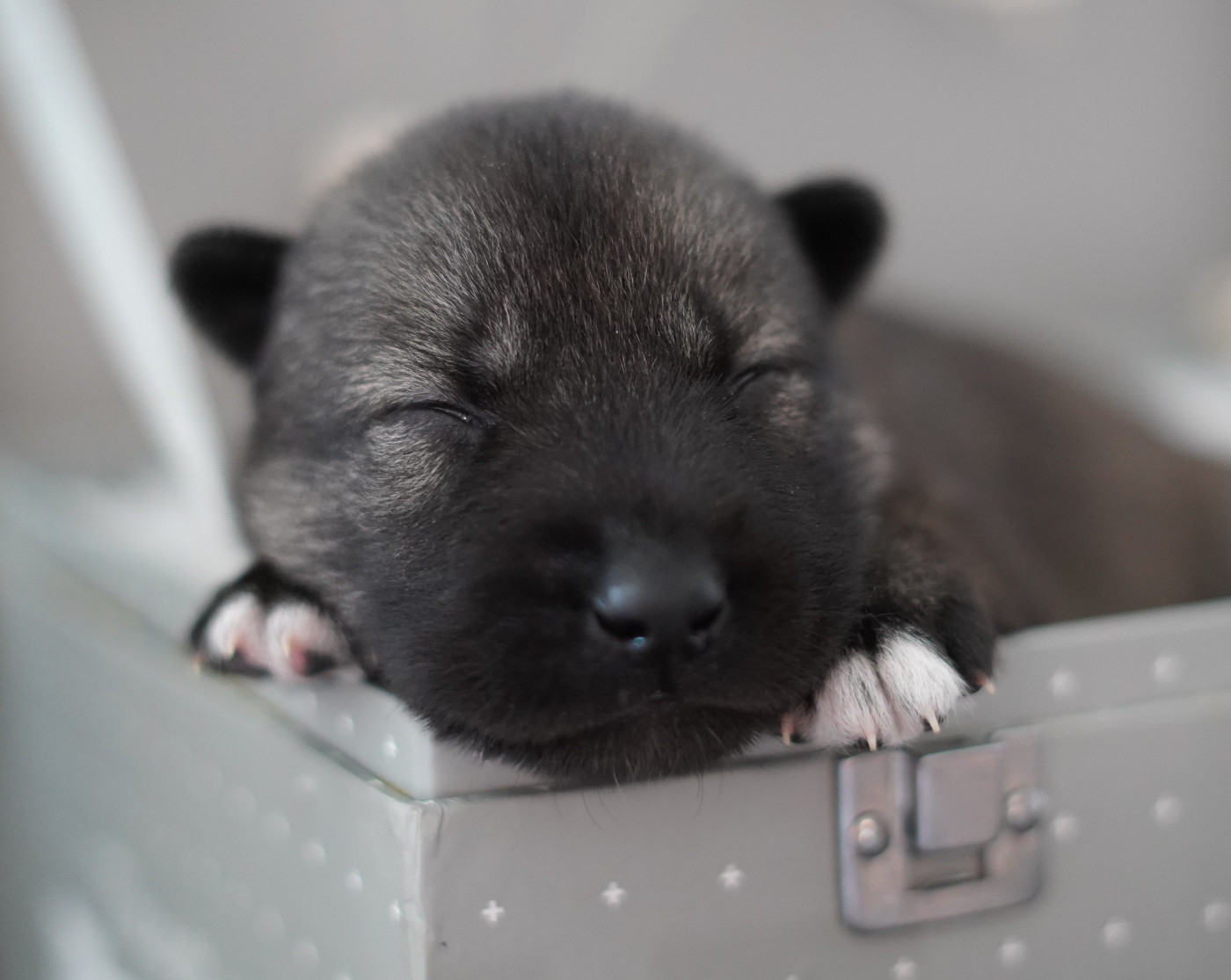 Alcateia Das Neves - Chiots disponibles - Siberian Husky