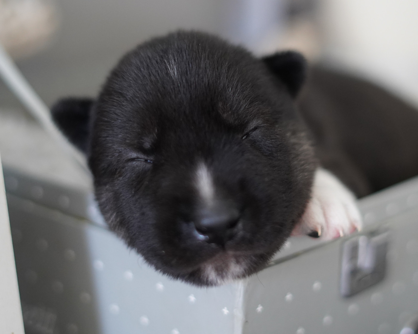 Alcateia Das Neves - Chiots disponibles - Siberian Husky