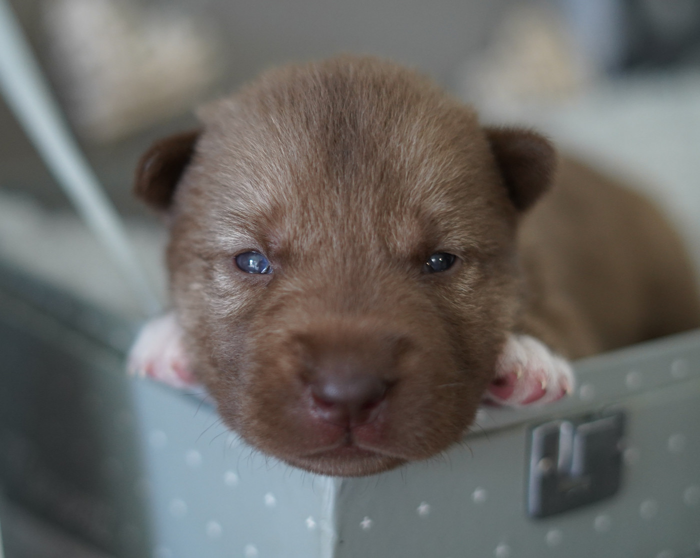 Alcateia Das Neves - Chiots disponibles - Siberian Husky